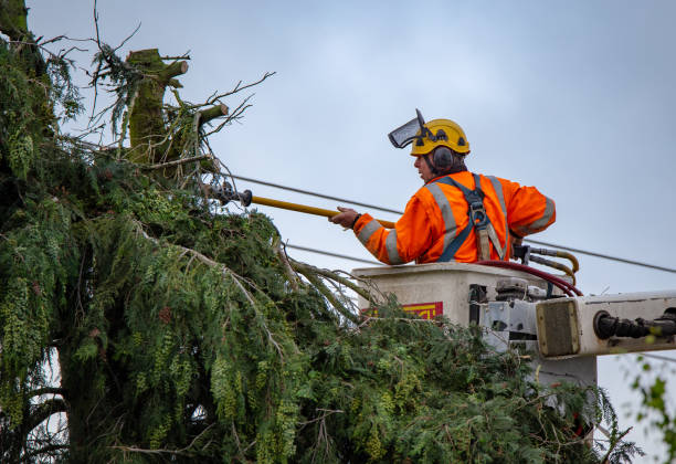 How Our Tree Care Process Works  in  Putnam Lake, NY