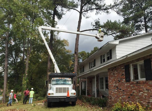 Professional Tree Services in Putnam Lake, NY