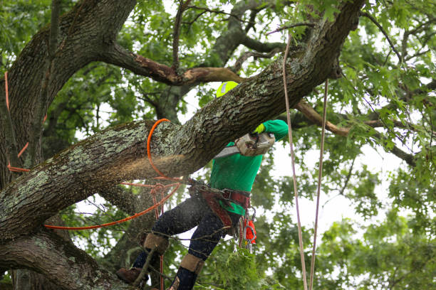 Best Tree Removal Service  in Putnam Lake, NY