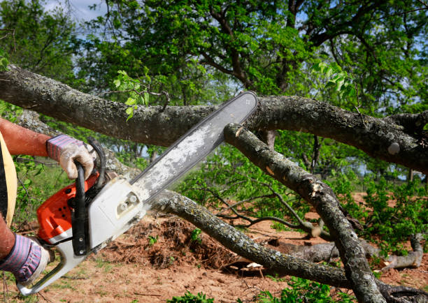 Best Seasonal Cleanup  in Putnam Lake, NY